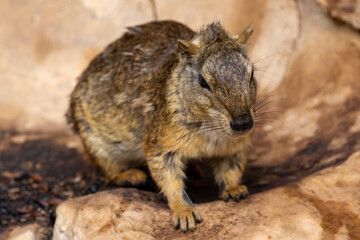 Serra da Capivara Piauí