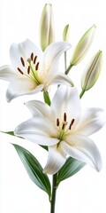 Obraz premium Elegant White Lily Blooms