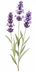 Naklejka premium Lavender Flower Illustration Art