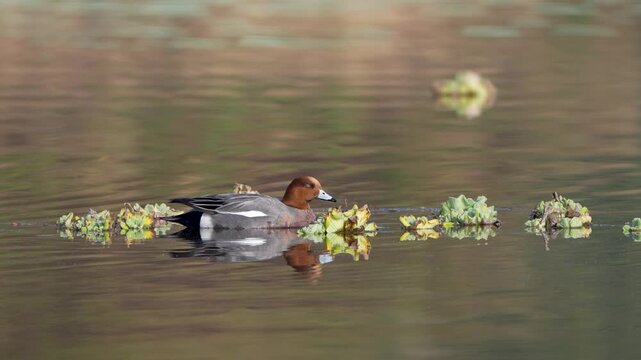 The Eurasian Wigeon (Mareca penelope) is a medium-sized dabbling duck with a distinctive chestnut head, creamy forehead, and gray body, commonly found in wetlands across Europe, Asia, and Africa