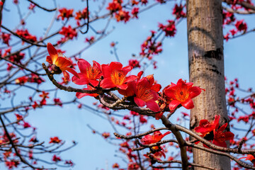 Bombax ceiba, like other trees of the genus Bombax, is commonly known as Cotton tree. Also known as...