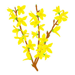 개나리 Forsythia Branch
