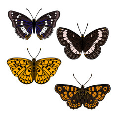 vector drawing set of butterflies ,purple emperor, high brown fritillary, speckled wood and Eurasian white admiral isolated at white background, natural element, hand drawn illustration