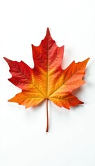 Fototapeta premium delicate maple leaf isolation on white background, flat lay, nature, simple shape