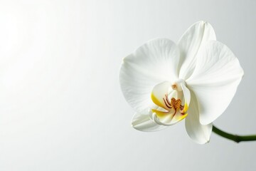 Delicate white orchid blossom, pristine petals against pure white background , floral, nature, isolated