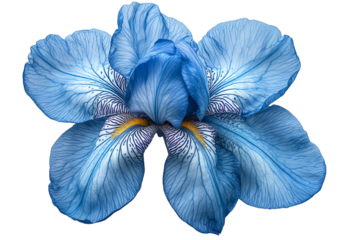 A beautiful blue iris flower with intricate petals displayed against a white background.