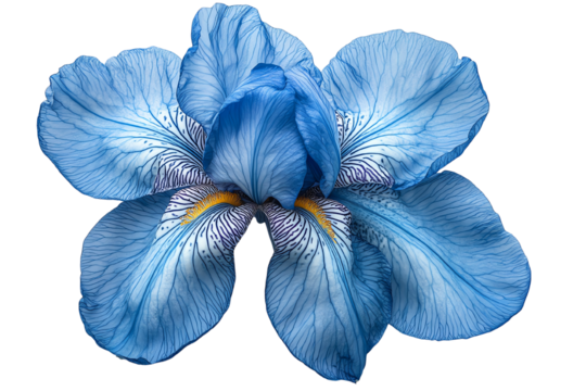 A beautiful blue iris flower with intricate petals displayed against a white background.