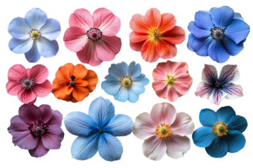 A beautiful collection of colorful flowers on a white isolate background, showcasing their vibrant hues and delicate petals.
