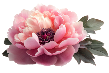 A beautiful peony flower with soft pink petals and deep purple center, highlighted against a white background.
