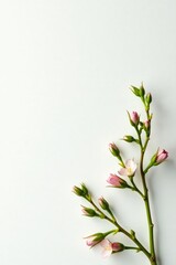 Fototapeta premium Delicate branches with leaves on a white background, flowers, organic, greenery