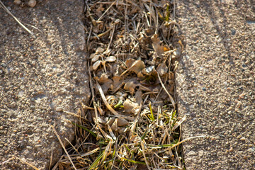 Grass growing in a sidewalk gap