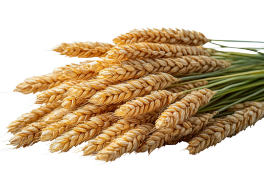 A bundle of golden wheat stalks isolated on a white background.