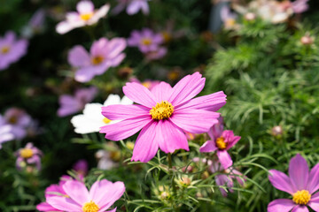 Pink color Cosmos bipinnatus under sunlight