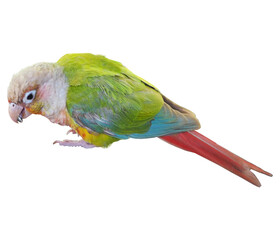 Green Cheek Conure bird isolated on white background. closeup Pineapple Conure bird clipping path isolated object. The bird is eating paddy clipart for isolated , clipping path , clipart element