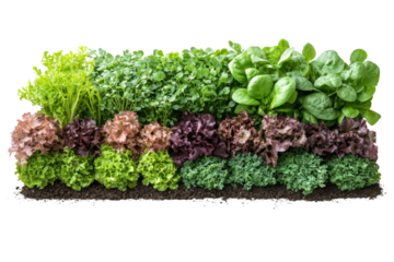 A vibrant assortment of fresh lettuce varieties arranged in a neat row, showcasing rich greens and purples on a white background.