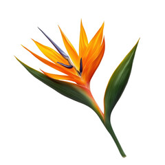 A Bird of Paradise png exotic bird png tropical bird png paradise bird png vibrant bird png ornamental bird png nature bird png transparent background image