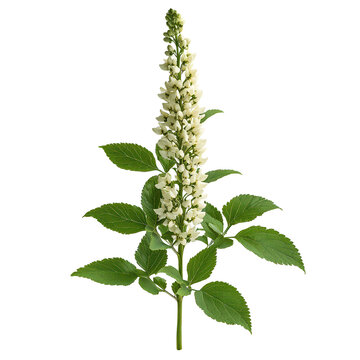 A Black Cohosh png medicinal plant png herbal black cohosh png natural remedy png botanical cohosh png organic plant png transparent background image
