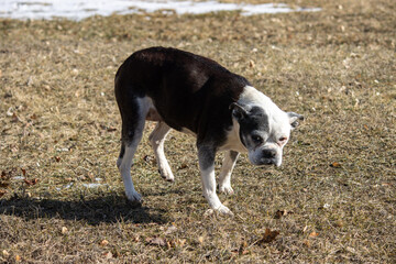 An older black and white terrier mixed breed dog