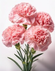 Fototapeta premium carnation