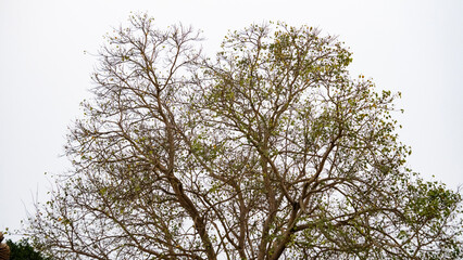 Top canopy of a tree during spring season