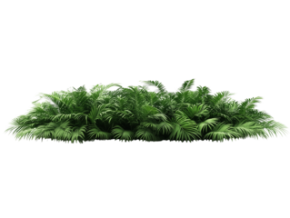 Lush Tropical Palm Fronds Bush Green Foliage Exotic Plant Cluster Nature Background