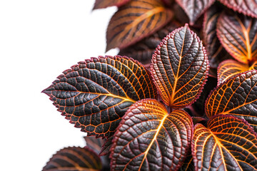 Fototapeta premium Vibrant Red and Orange Leaves of a Nerve Plant (Fittonia) on White Background