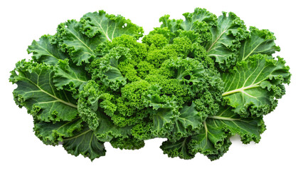 Fototapeta premium Fresh, Vibrant Green Kale Leaves. A Healthy Eating Staple