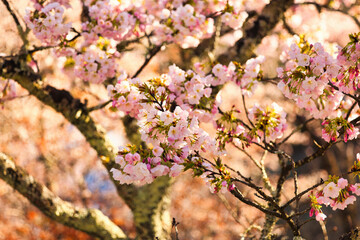 世界遺産の吉野山の桜