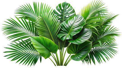 Lush Green Tropical Leaves on White Background. Monstera and Palm Fronds for Nature Designs