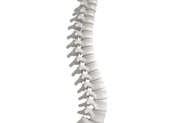 Spinal column isolated on transparent or white background