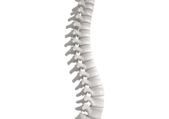 Spinal column isolated on transparent or white background