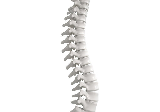 Spinal column isolated on transparent or white background