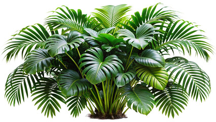 Lush Tropical Plants and Foliage Isolated on White Background