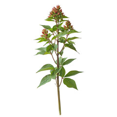 Fototapeta premium A Castor Bean Plant png toxic plant png ornamental castor bean png striking foliage png exotic plant png natural castor bean png transparent background image