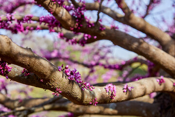 Blossoming tree with beautiful pink and purple flowers growing on it's branches in spring in...