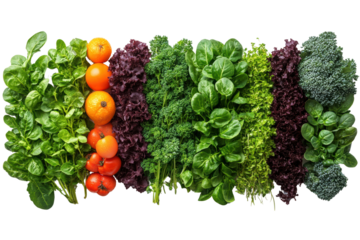 Fresh greens and oranges arranged in colorful rows, highlighting natural produce on a white isolated background.