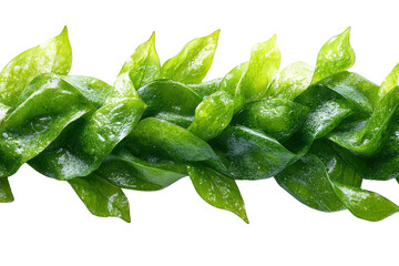 Fototapeta premium Green leaves intertwined, showcasing a natural and vibrant design on a white isolate background.