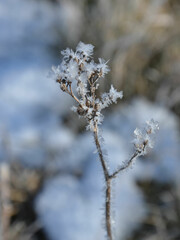 Raureif - Eiskristalle 