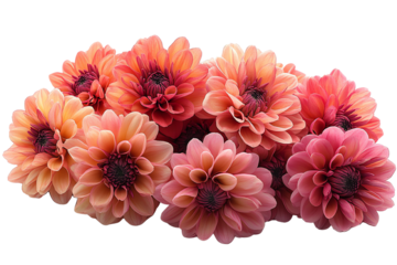 A vibrant cluster of pink and orange dahlias, showcasing their intricate petals and beautiful colors against a white background.