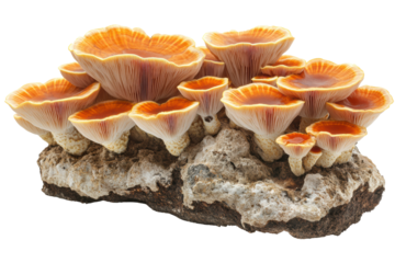Vibrant orange mushrooms growing from a textured rock, showcasing delicate gills against a natural backdrop.