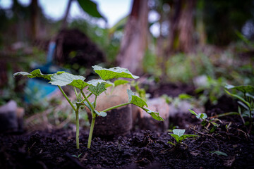 Young cucumber plant sprouts from rich garden soil, promising future harvest