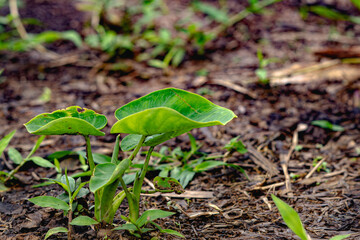 Lush Green Taro Leaves Sprout from Rich Earthy Soil in Sunlight
