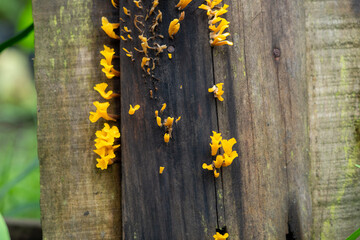 Vibrant yellow fungi, possibly Dacryopinax spathularia or Calocera cornea, cling to a weathered...