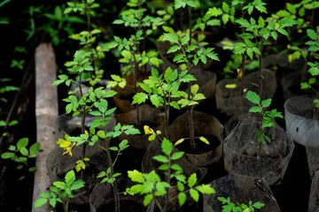 Young Saplings Grow in Recycled Plastic, Bright Green Leaves Thrive