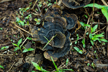 Dark, textured fungi, possibly Trametes versicolor, grows on damp forest floor amidst young green shoots