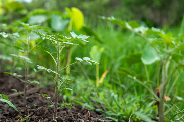Young tomato plants sprout from dark garden soil, promising future vibrant harvest.