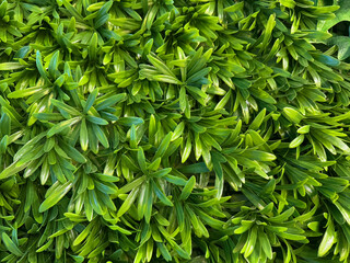 Close up of decorative garden grass leaves in deep green color. A typical tea flowering plant grown in tropical countries. Good for vertical garden and garden decoration.