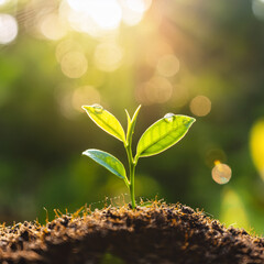 Young plant grow on the ground, part 15