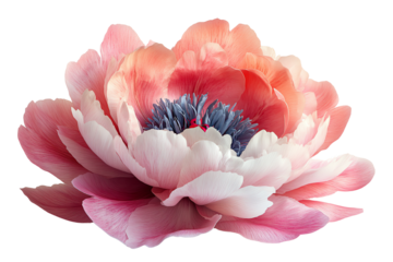 Beautiful peony flower in soft pink hues, showcasing delicate petals and vibrant blue center, perfect for nature-themed designs.