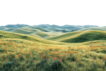 Beautiful rolling hills covered in lush green grass and wildflowers under a clear sky.
